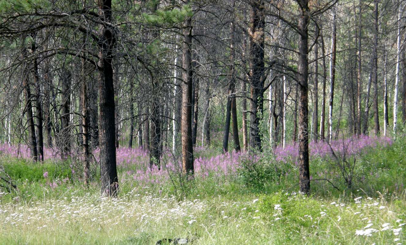 Plant in Habitat<br>(Location of Picture: Neville Ridge, Washington, USA, '19)