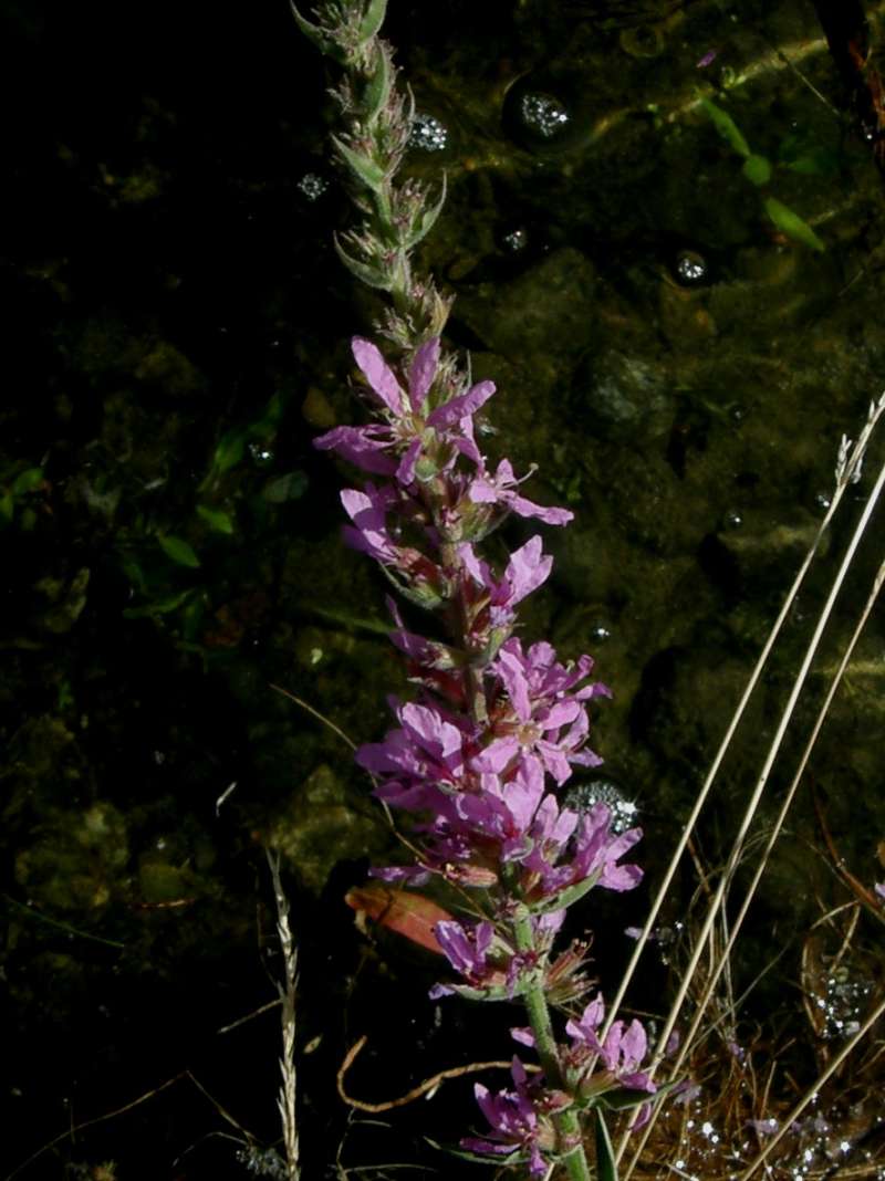 Flower Stalk<br>(Location of Picture: Columbia River, Washington, USA, 20)