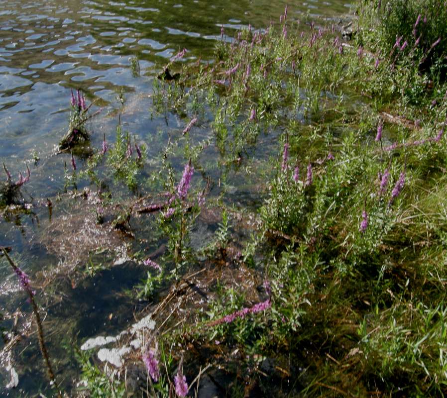 Habitat View<br>(Location of Picture: Columbia River, Washington, USA, 20)