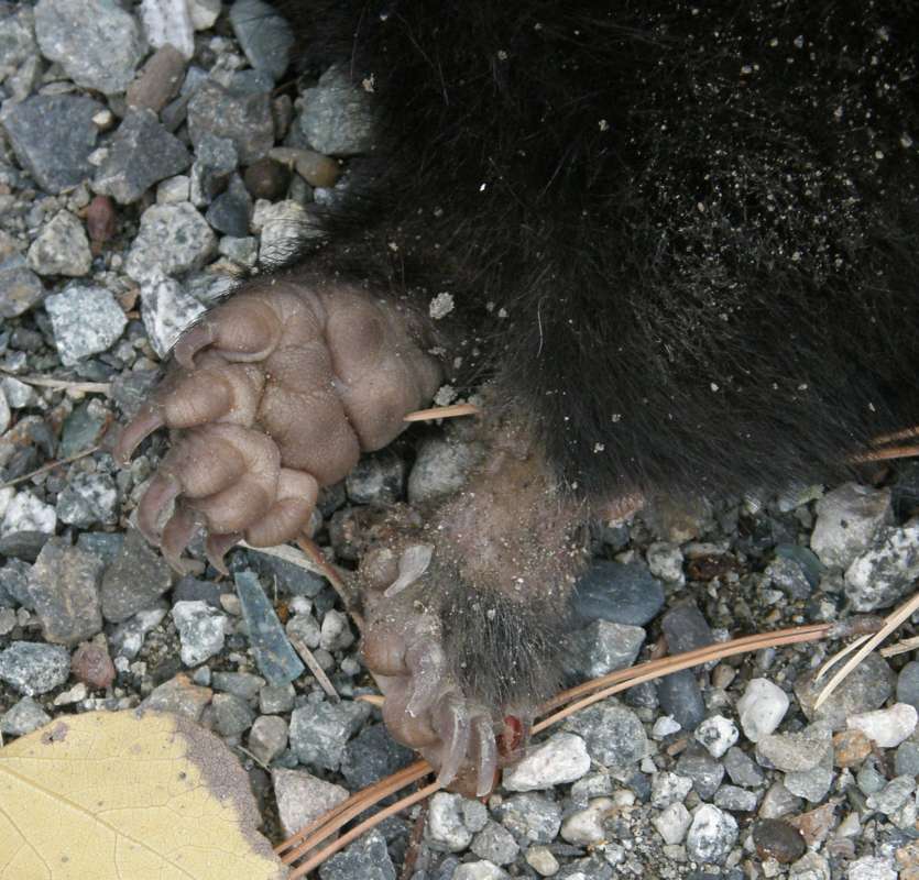 Front Foot<br>(Location of Picture: Road Accident - Okanogan, 2019)