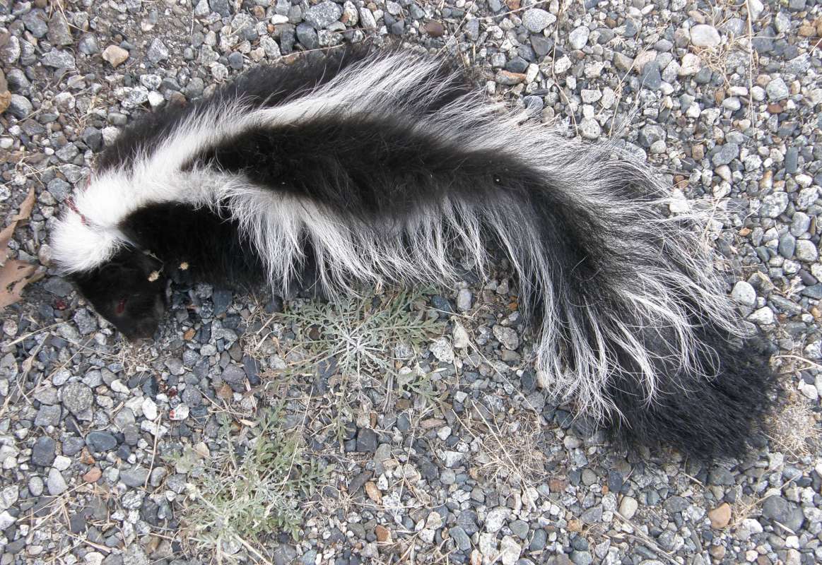 Side View<br>(Location of Picture: Road Accident - Okanogan, 2019)