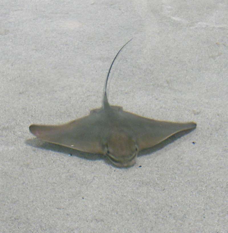 Front View - Alternate<br>(Location of Picture: Spokane, Aquarium, Washington, 2019)