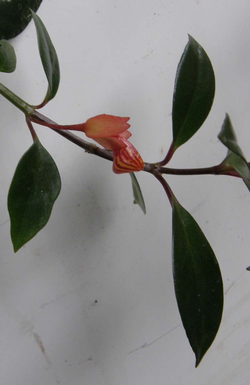 Flower - Side View<br>(Location of Picture: Garden, Okanogan, Wa., USA, 2019)