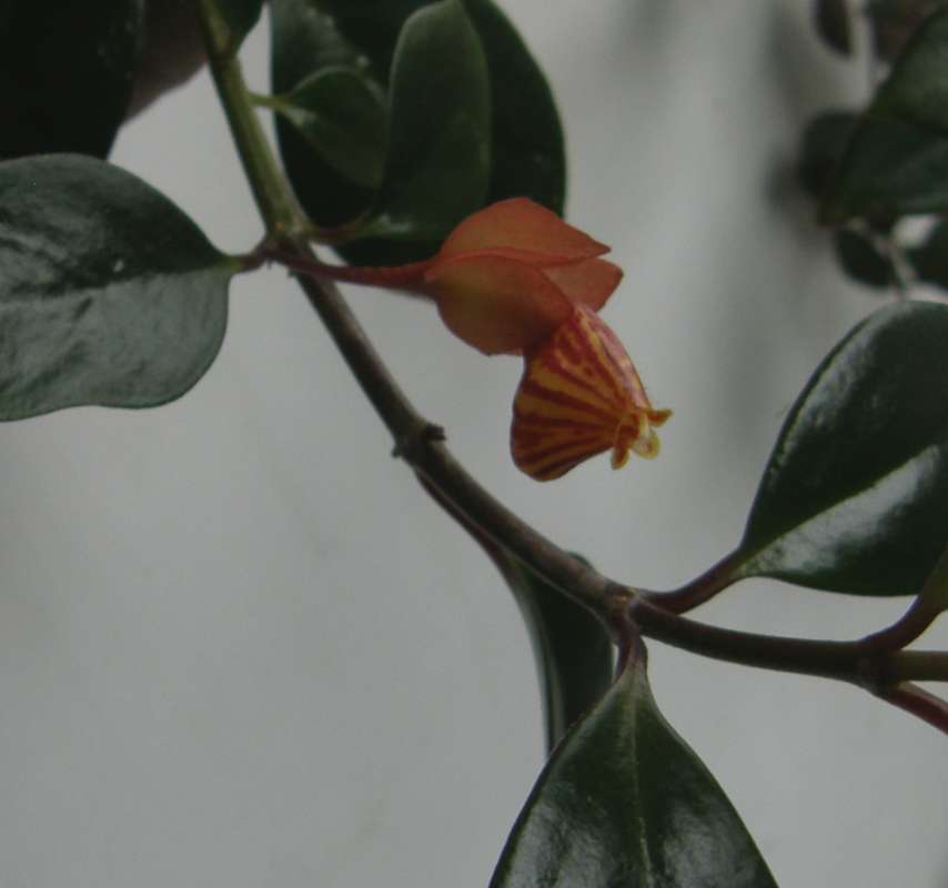 Floewr - Close View<br>(Location of Picture: Garden, Okanogan, Wa., USA, 2019)