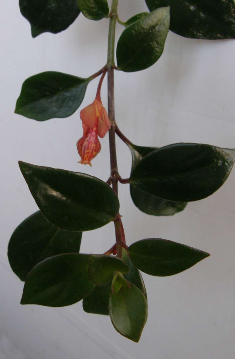 Stem and Leaves<br>(Location of Picture: Garden, Okanogan, Wa., USA, 2019)