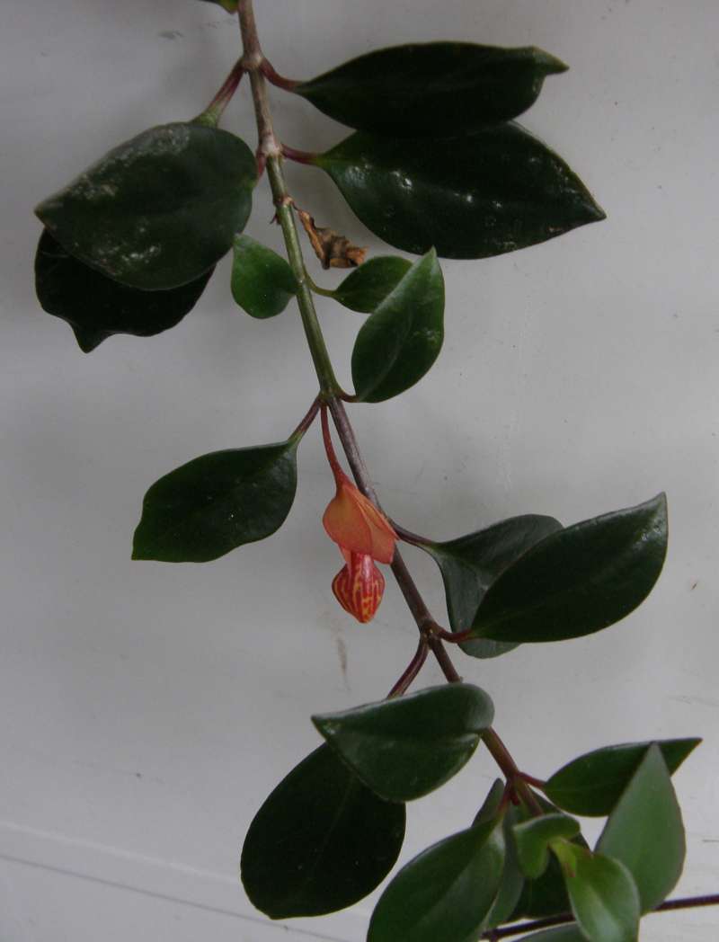 Leaves<br>(Location of Picture: Garden, Okanogan, Wa., USA, 2019)