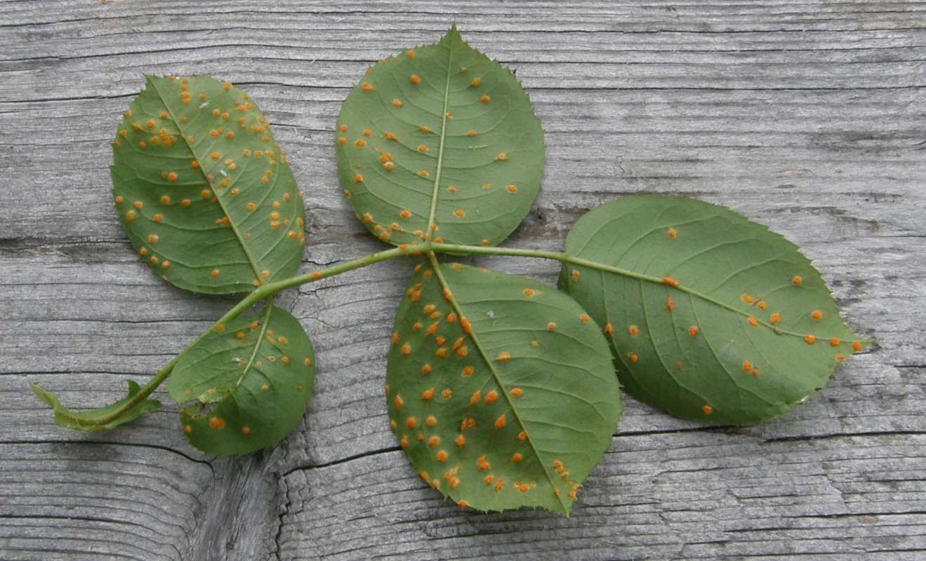 Ventral View of Leaf<br>(Location of Picture: Okanogan, Washington, USA, 2019)