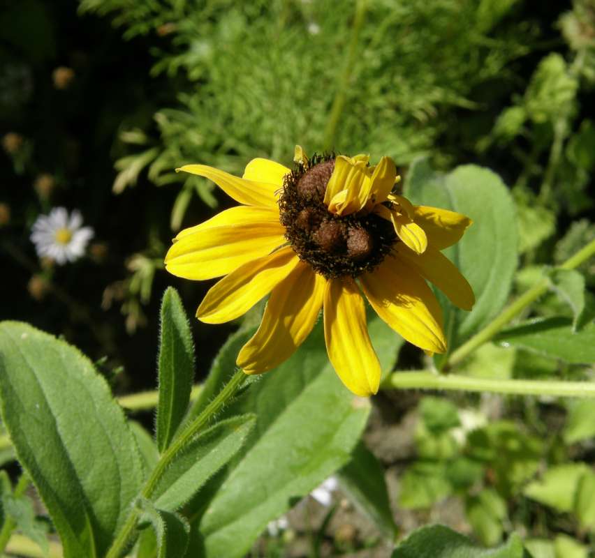 In Flower G arden - Freak Flower<br>(Location of Picture: Okanogan, Washington, USA, 2019)