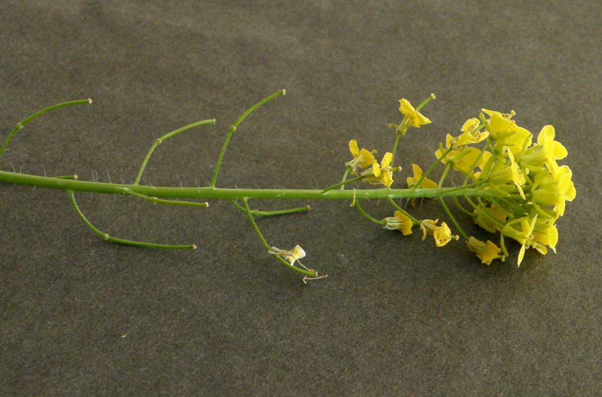 Seeds<br>(Location of Picture: Okanogan, Washington, USA, 2019)