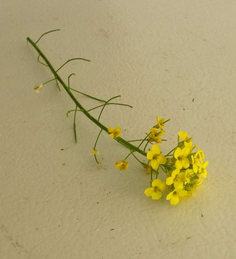 Flowers<br>(Location of Picture: Okanogan, Washington, USA, 2019)