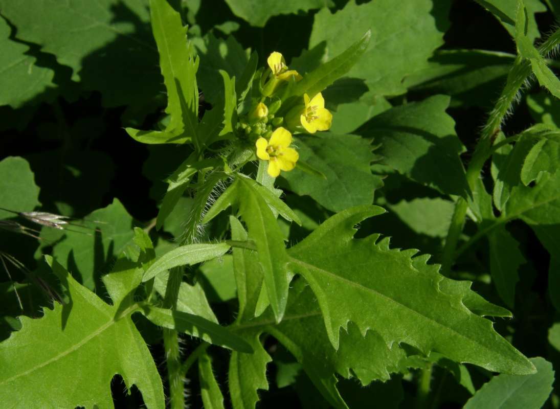 Closer View of Top of Plant<br>(Location of Picture: Okanogan, Washington, USA, 2019)