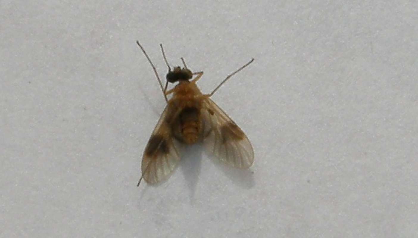 Ventral View<br>(Location of Picture: Okanogan, Washington, USA, 2019)