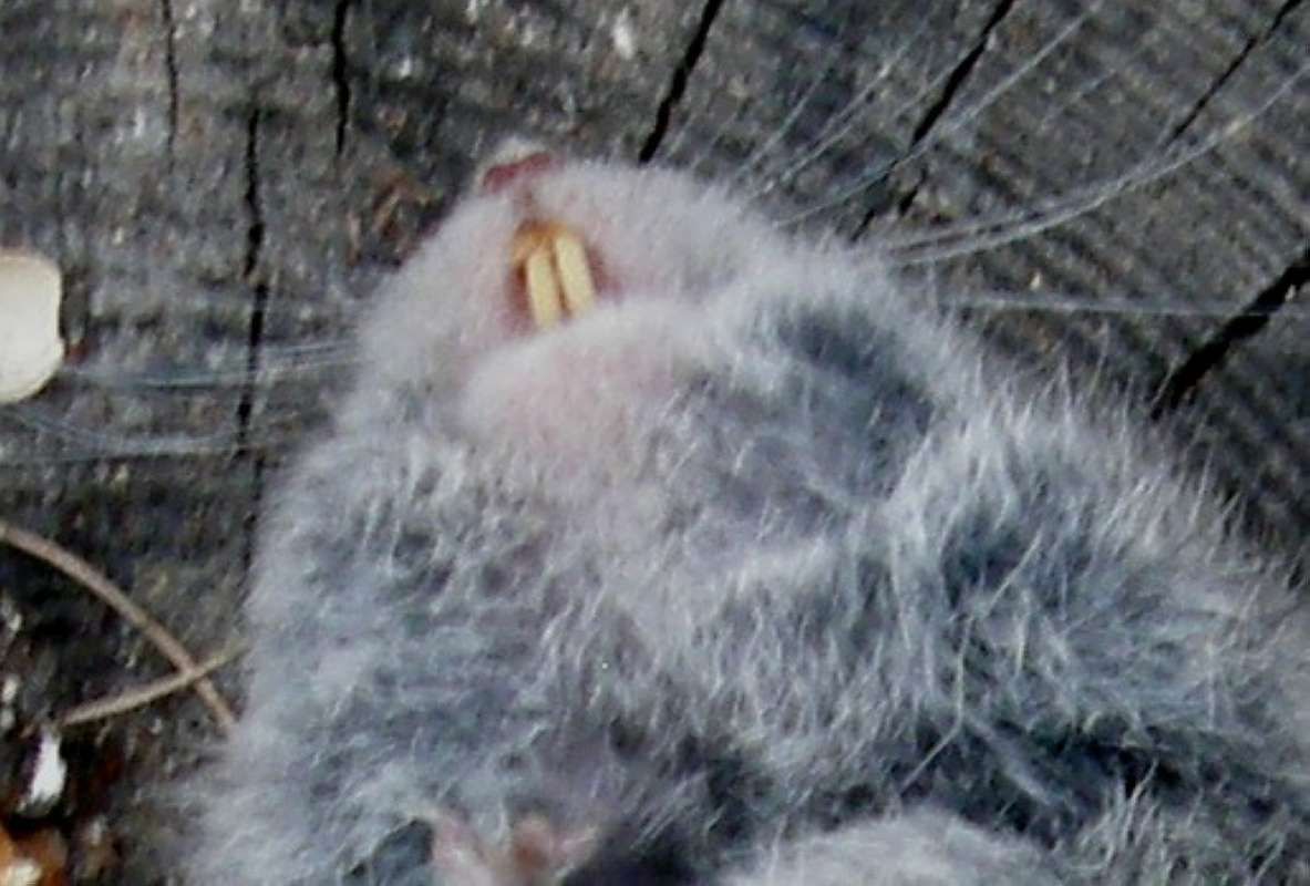 Teeth<br>(Origin of the Specimen: Conconully, Washington, USA)
