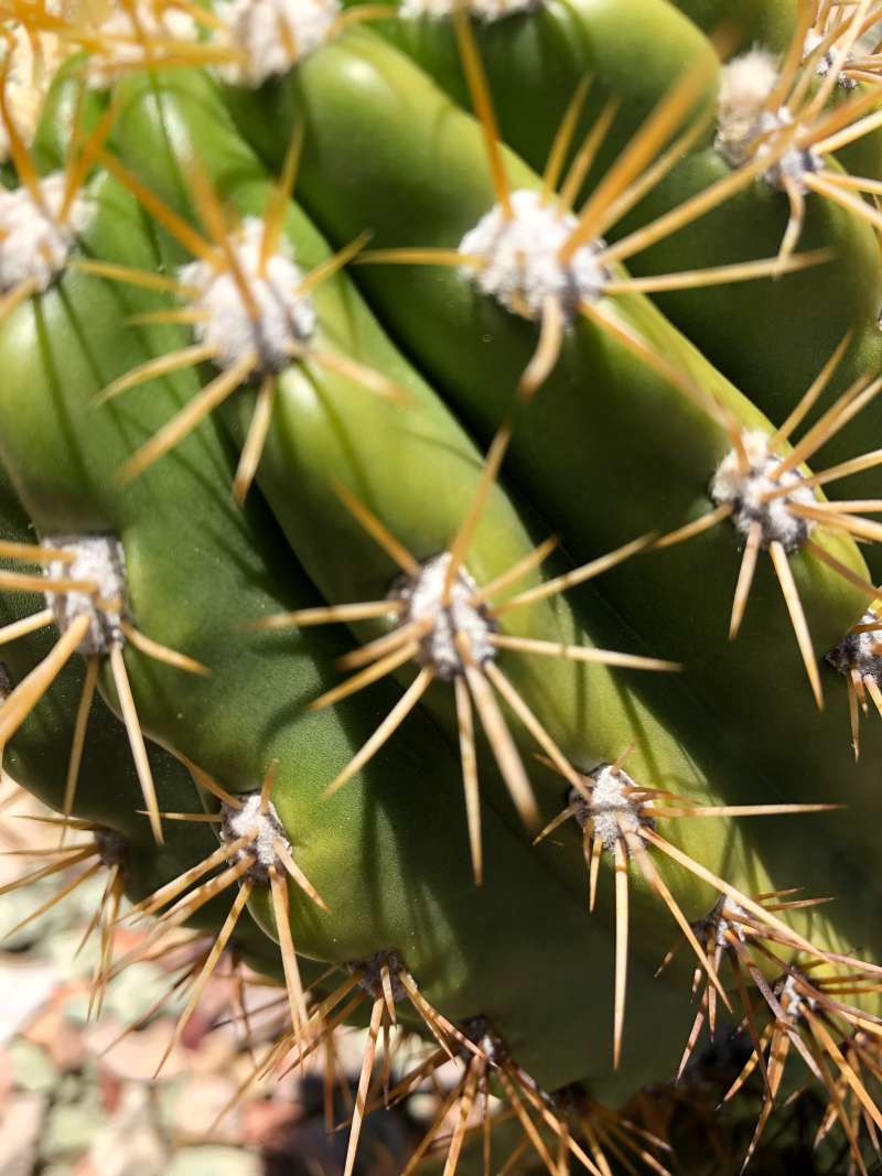 Spines<br>(Location of Picture: Garden in Phoenix, Arizona)
