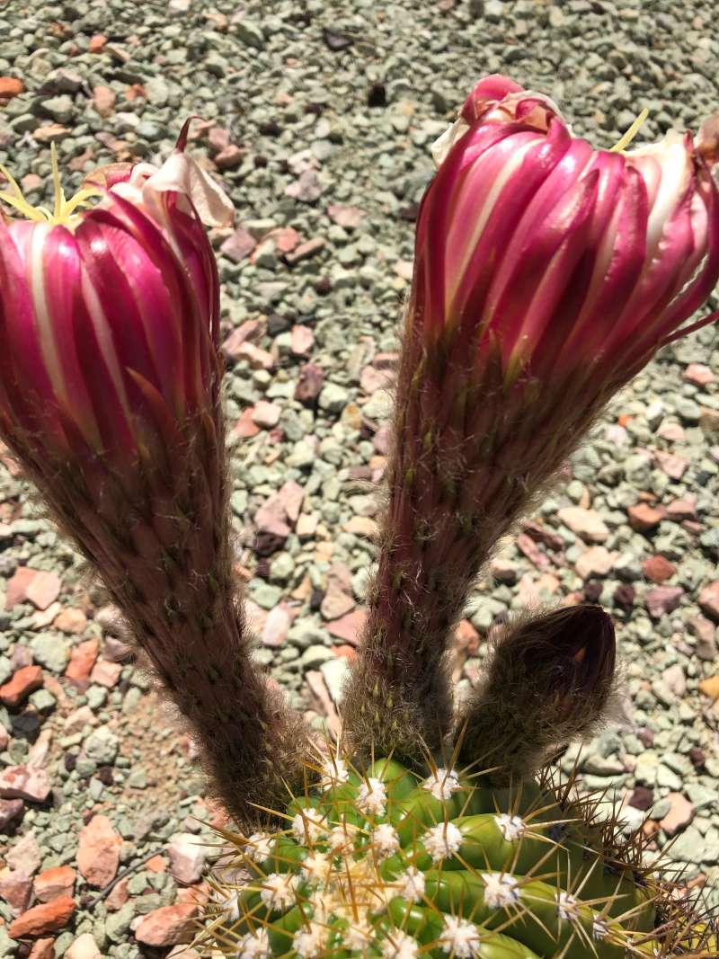 Bud<br>(Location of Picture: Garden in Phoenix, Arizona)