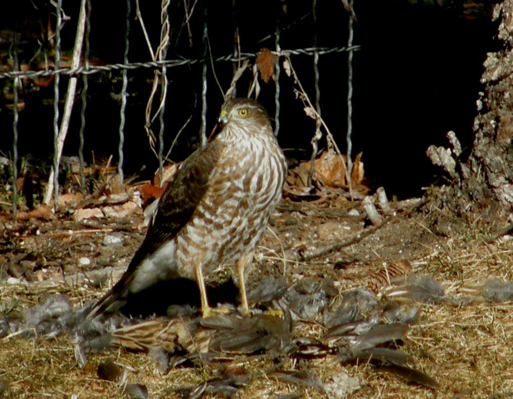 Habitat - Facing Left - Breast View<br>(Location of Picture: Okanogan, Wa. 2020)