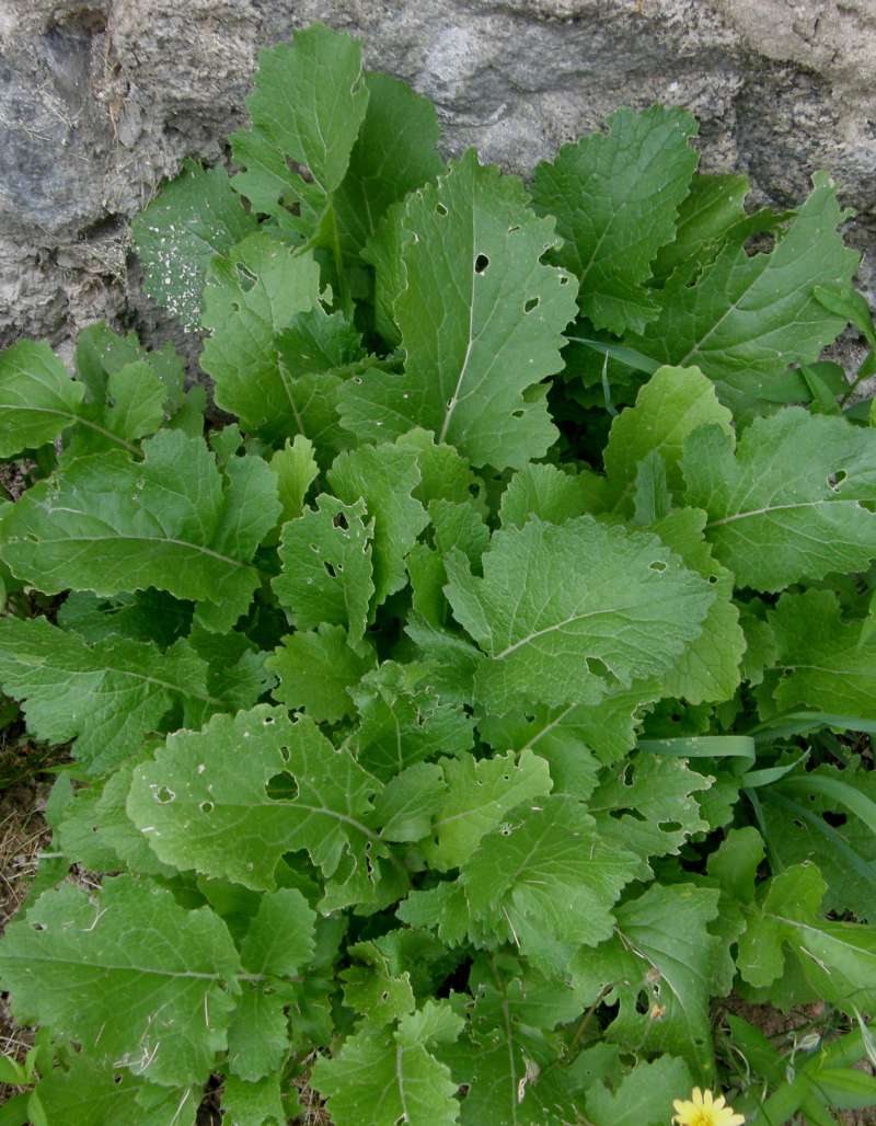 Leaves<br>(Location of Picture: Garden, Okanogan, 2019)