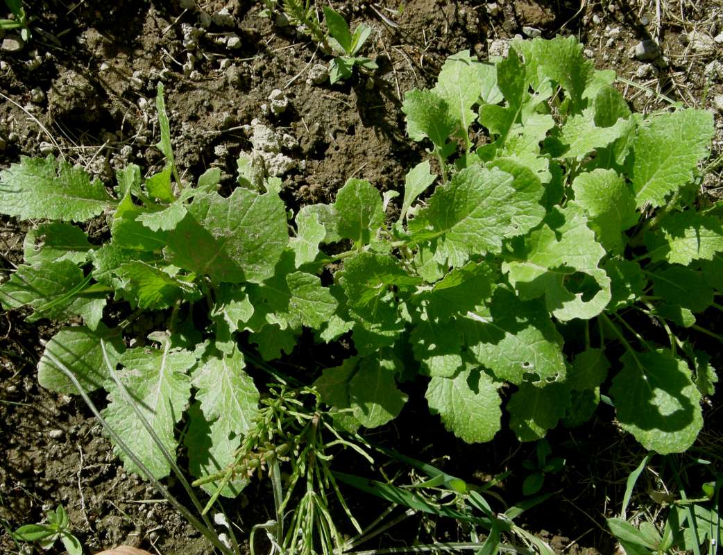 Lesves<br>(Location of Picture: Garden, Okanogan, 2019)