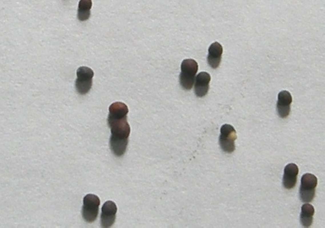 Seeds<br>(Location of Picture: Garden, Okanogan, 2019)