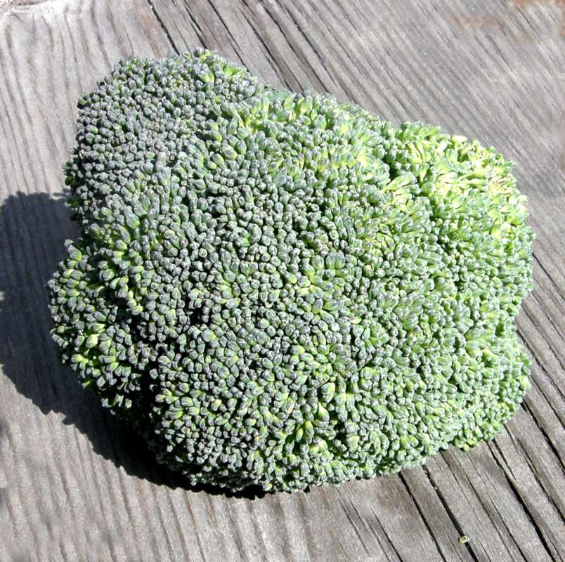 Edible Head<br>(Origin of the Specimen: Grocery Trade - Washington, USA, 19)