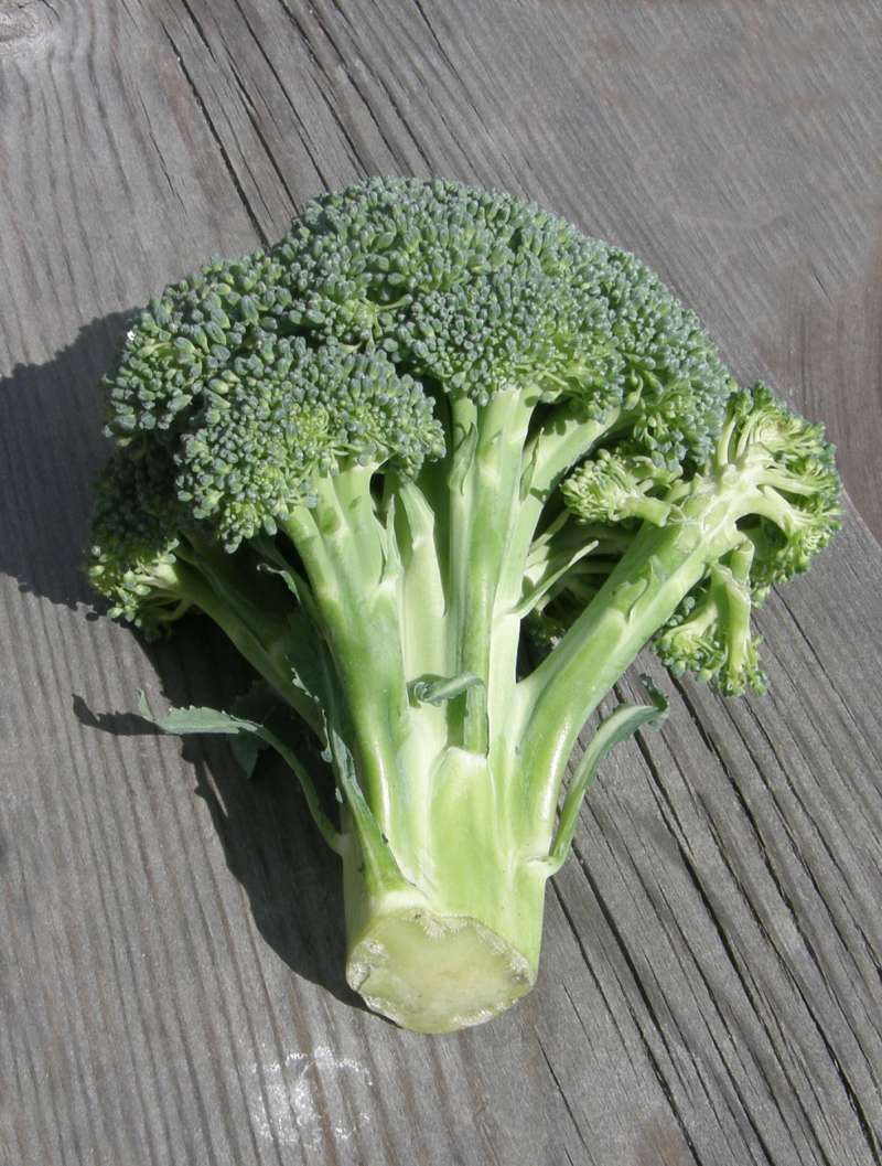 Closer View - Edible Head - Side View<br>(Origin of the Specimen: Grocery Trade - Washington, USA, 19)