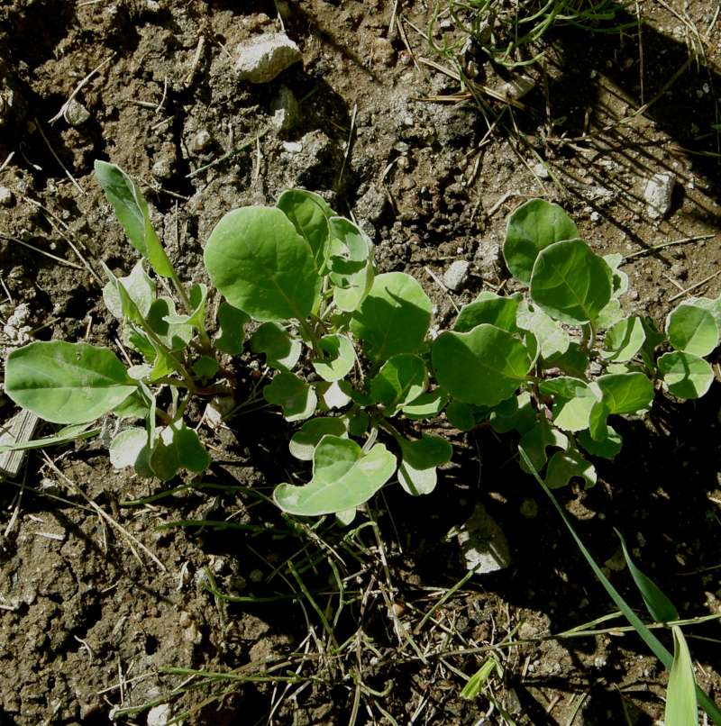 Young Plants<br>(Location of Picture: Okanogan, Wa. 2020)