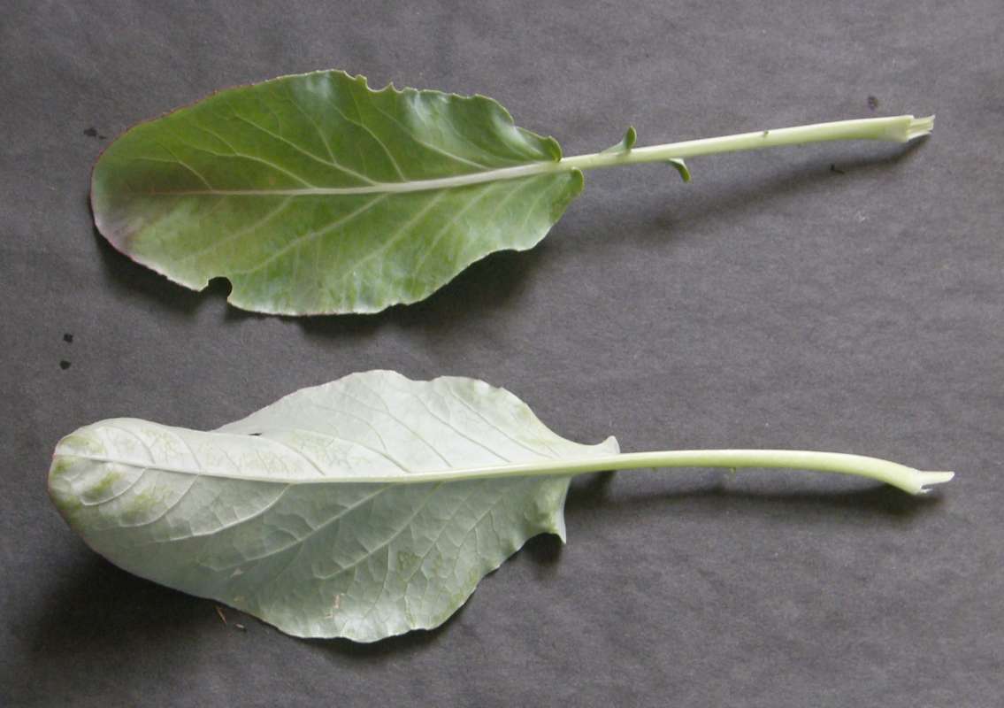 Leaf - Dorsal and Ventral<br>(Location of Picture: Okanogan, Wa. 2020)