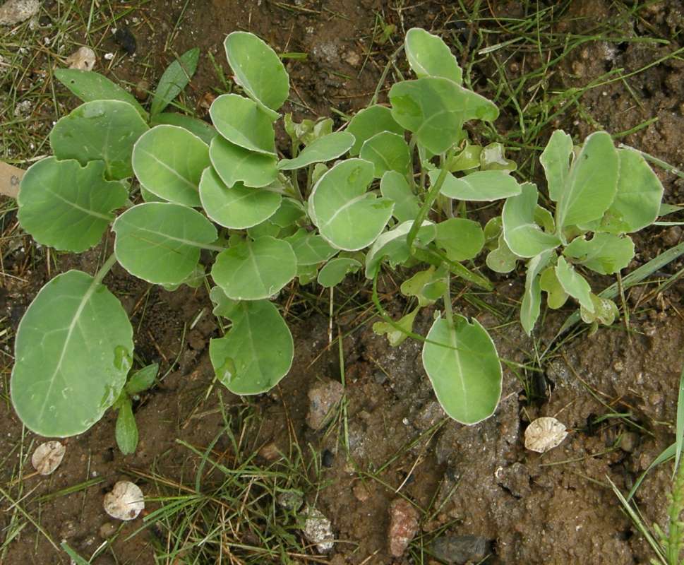 Leaves<br>(Location of Picture: Okanogan, Wa. 2020)