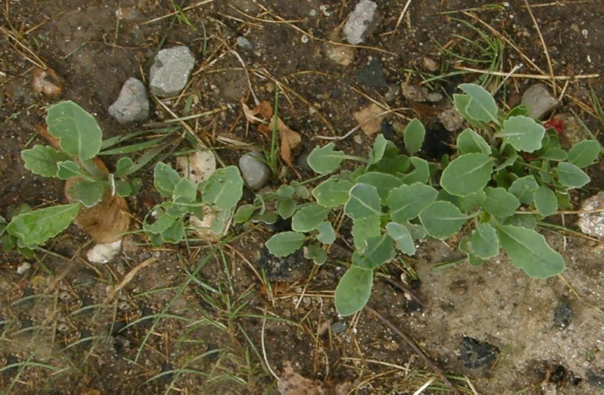 Young Plants<br>(Location of Picture: Garden, Okanogan, Wa, 2020)