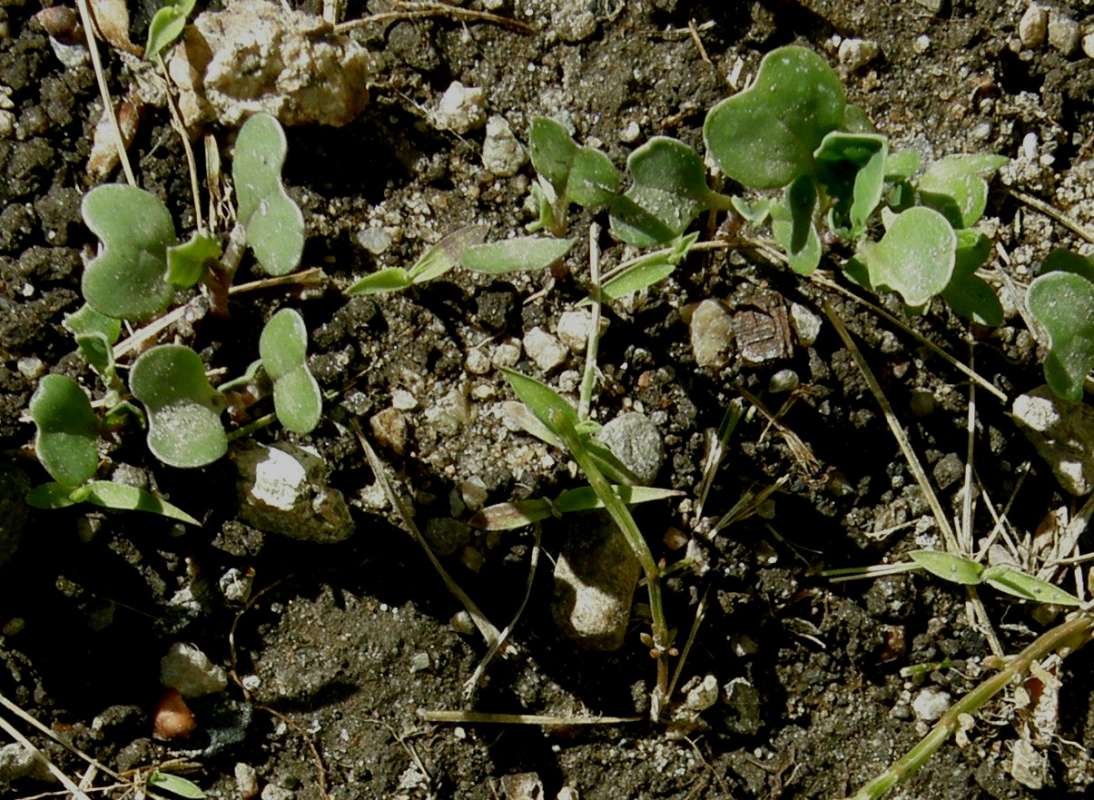 Leaves<br>(Location of Picture: Garden, Okanogan, Wa, 2020)