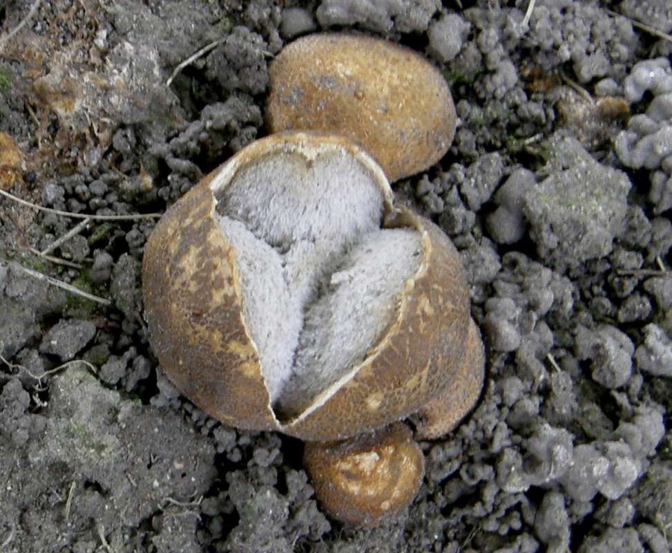 Close View<br>(Location of Picture: Okanogan, Wa. 2020)