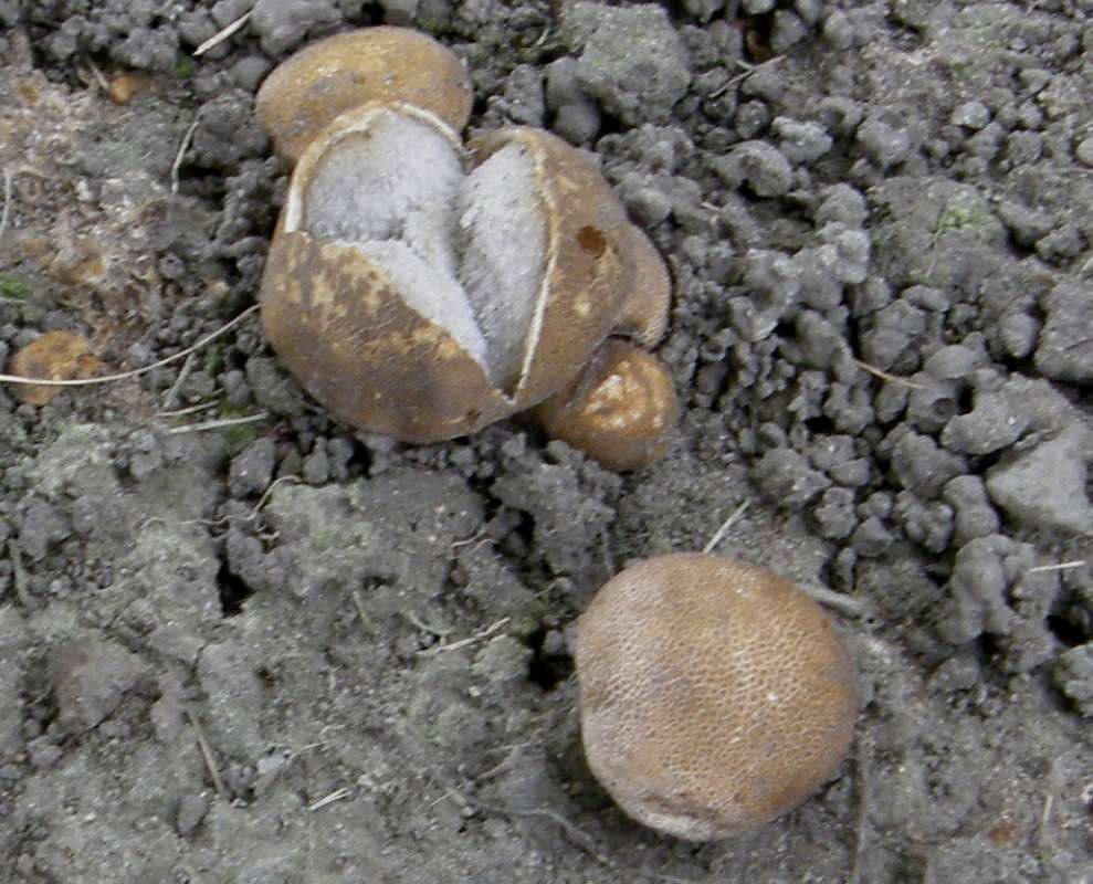 Habitat<br>(Location of Picture: Okanogan, Wa. 2020)