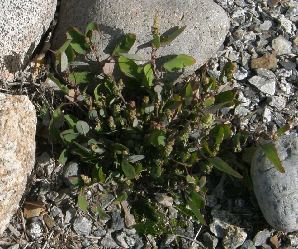 Habitat View<br>(Location of Picture: Okanogan, Wa. 2020)