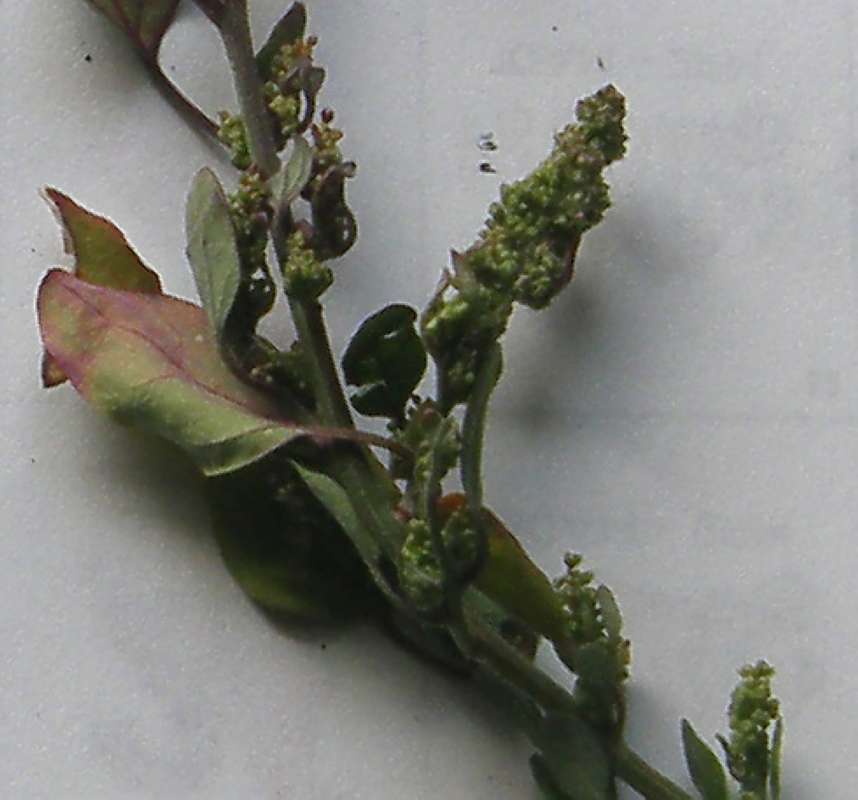 Flower<br>(Location of Picture: Okanogan, Wa. 2020)