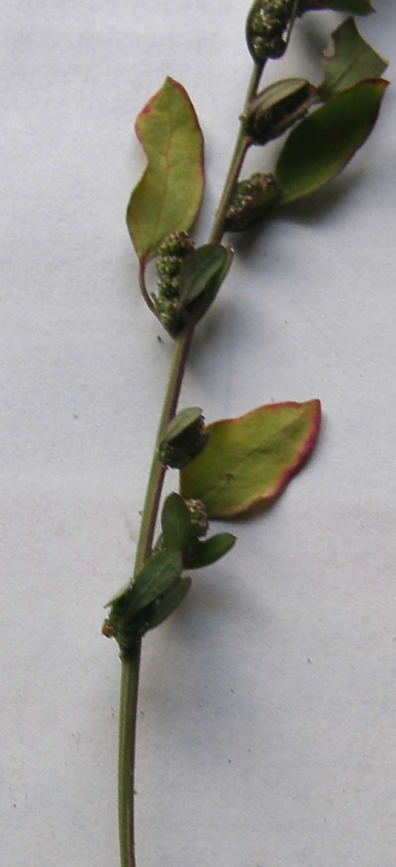 Leaf<br>(Location of Picture: Okanogan, Wa. 2020)