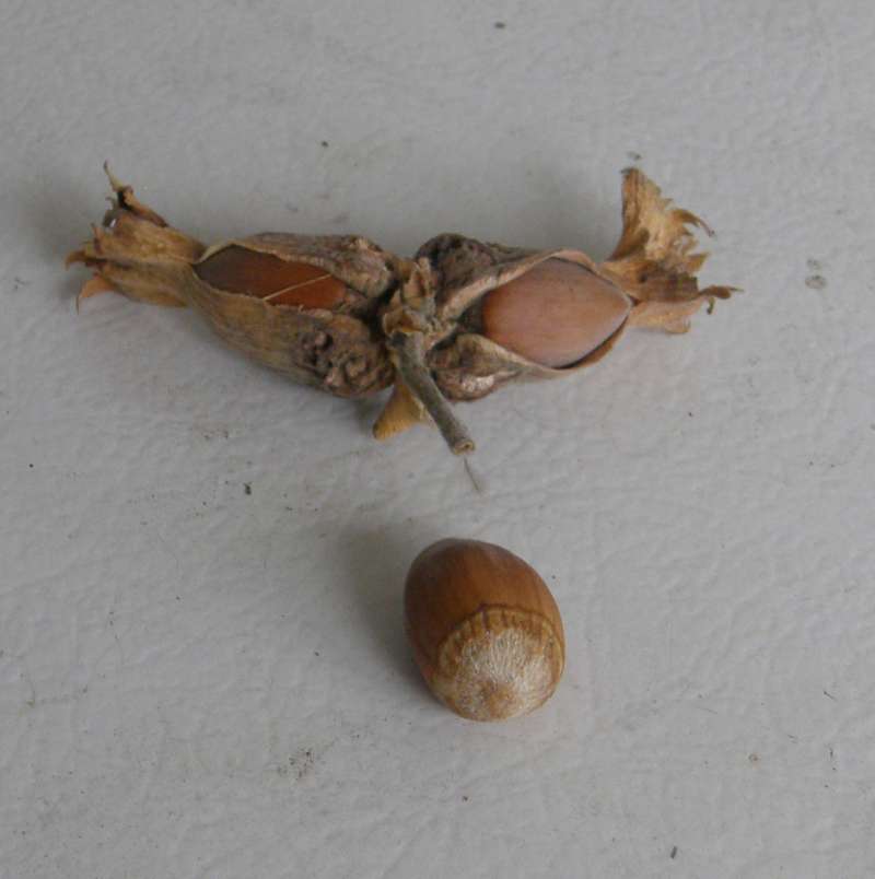 Fruit - End View<br>(Location of Picture: Okanogan, Wa. 2020)