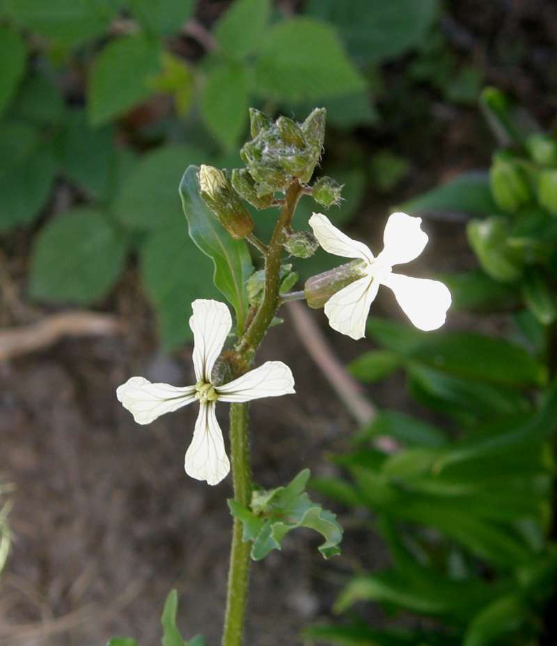 Flowers<br>(Location of Picture: Okanogan, Wa. 2020)