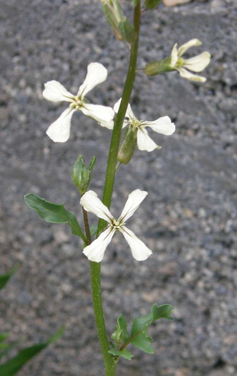 Flower Stem<br>(Location of Picture: Okanogan, Wa. 2020)