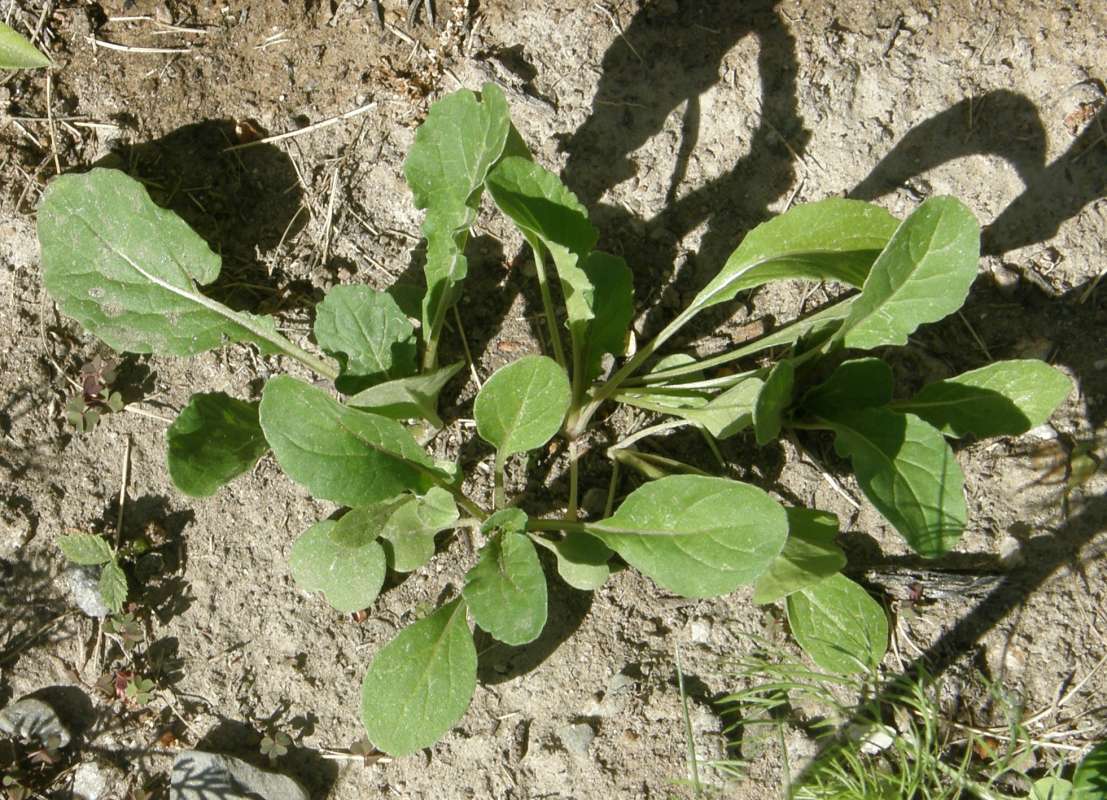 Basal Rosette<br>(Location of Picture: Okanogan, Wa. 2020)