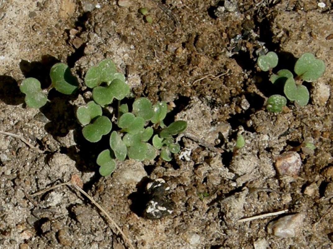 Seedling<br>(Location of Picture: Okanogan, Wa. 2020)
