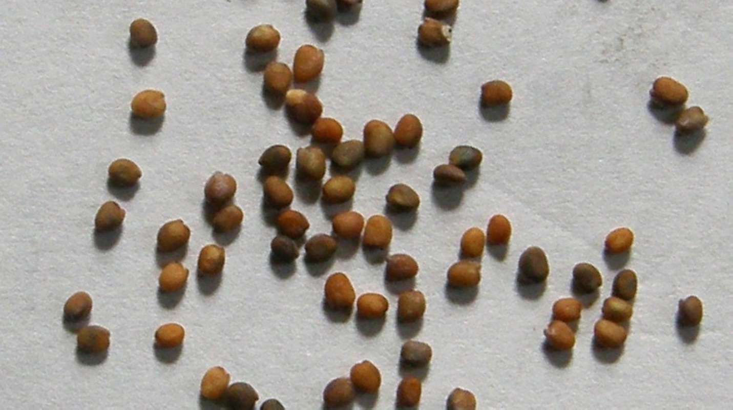Seeds<br>(Location of Picture: Okanogan, Wa. 2020)