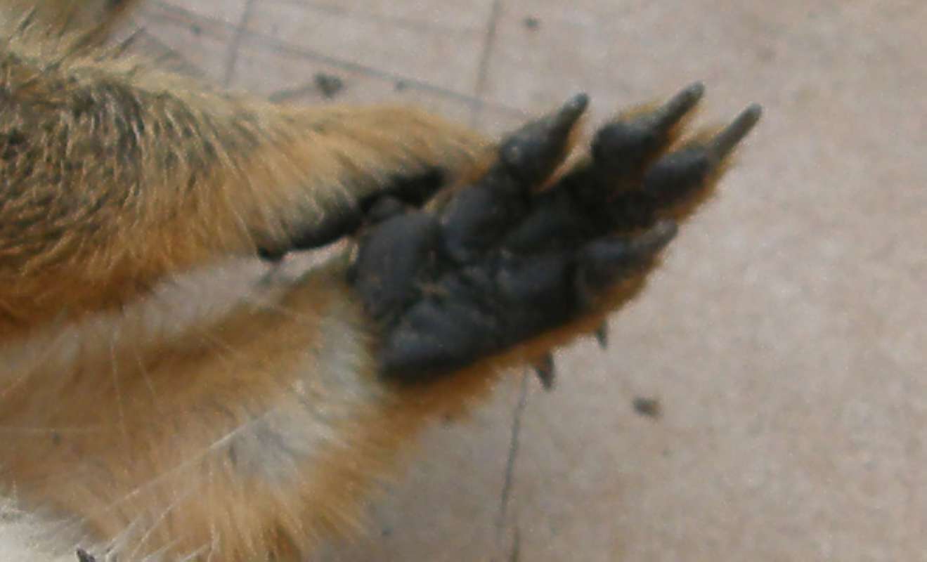 Front Foot<br>(Location of Picture: Okanogan, Washington, USA, 2020)
