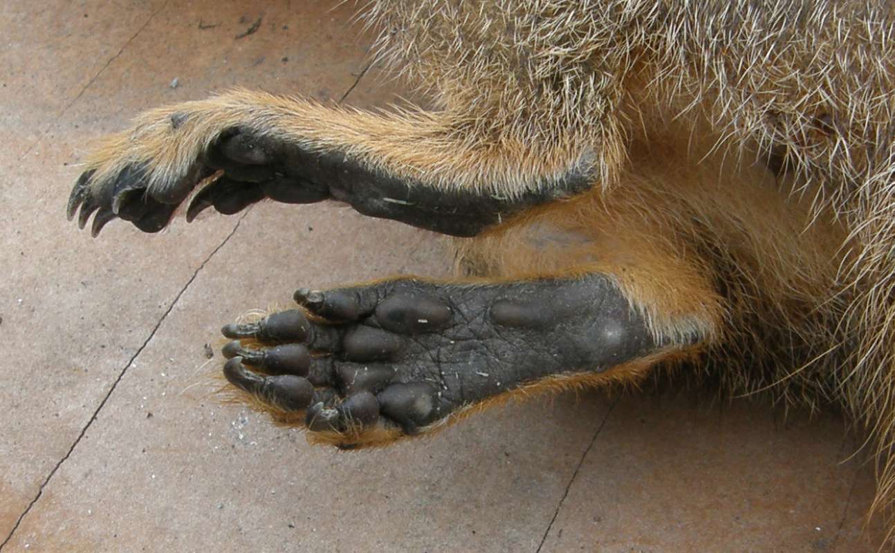 Rear Foot<br>(Location of Picture: Okanogan, Washington, USA, 2020)