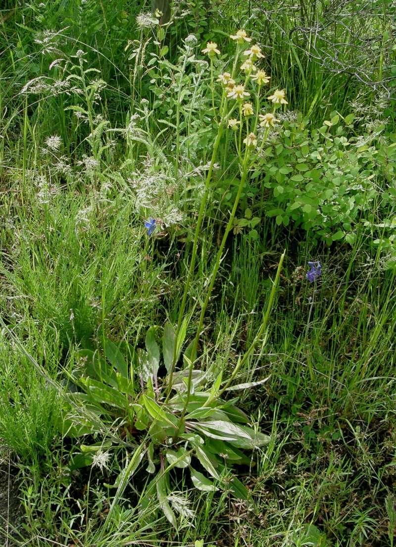 Habitat View<br>(Location of Picture: Buzzard Lake, Wa, USA, 2020)