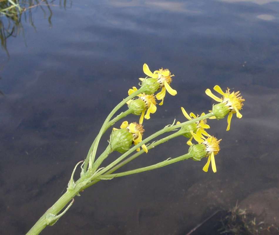 Flowers - Side View<br>(Location of Picture: Buzzard Lake, Wa, USA, 2020)