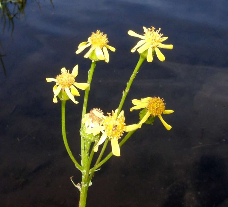 Flwoers - top View<br>(Location of Picture: Buzzard Lake, Wa, USA, 2020)