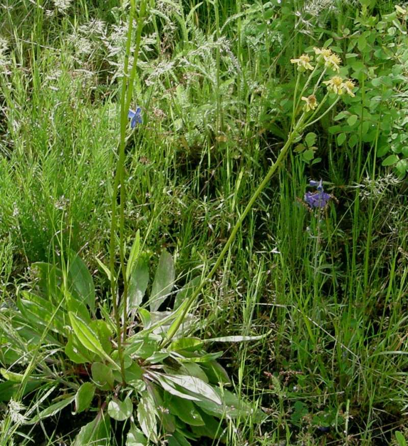 Alternate Habitat View<br>(Location of Picture: Buzzard Lake, Wa, USA, 2020)