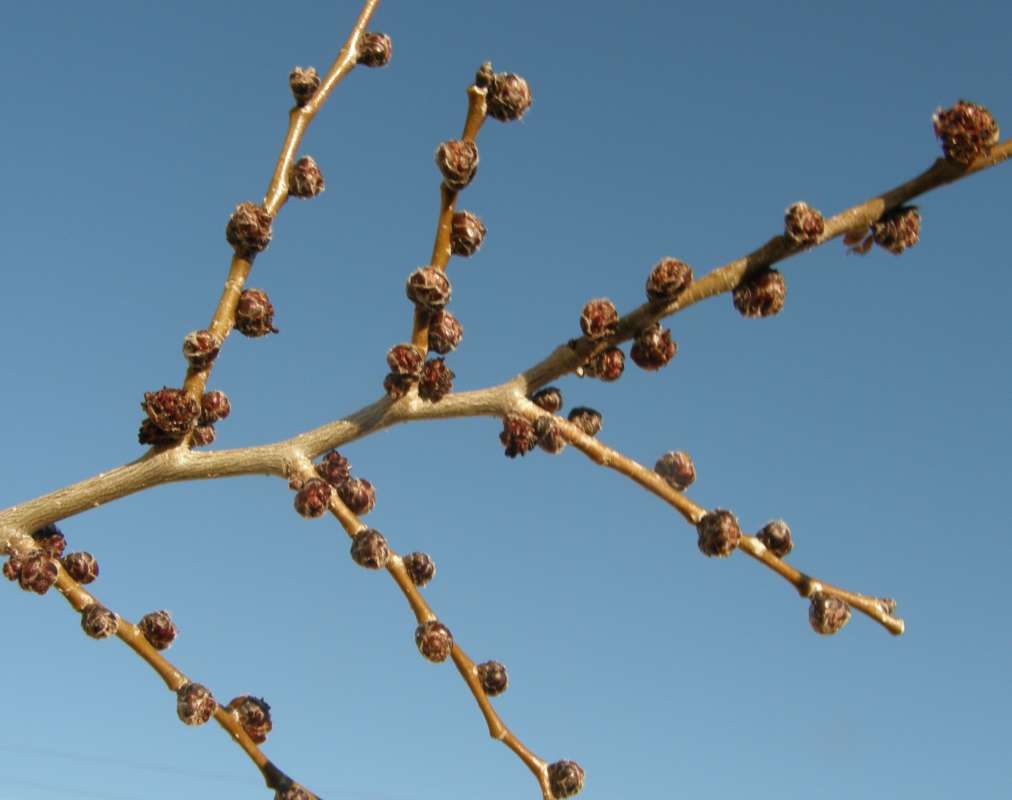 Close View<br>(Location of Picture: McGinnis Lake, Wa., USA 2020)