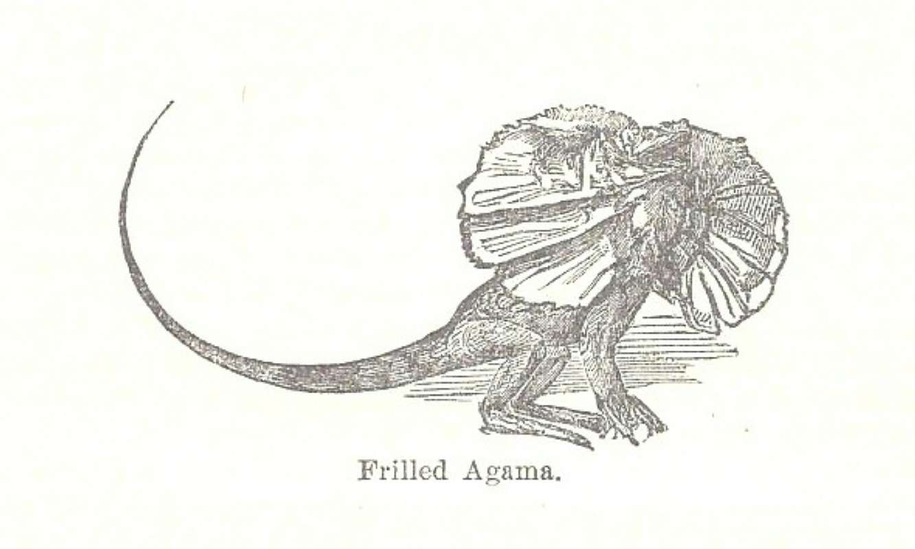 Line Drawing<br>(Origin of the Specimen: Chambers Encyclopedia)