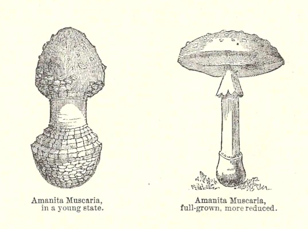 Line Drawing<br>(Origin of the Specimen: Chambers encyclopedia 1888)